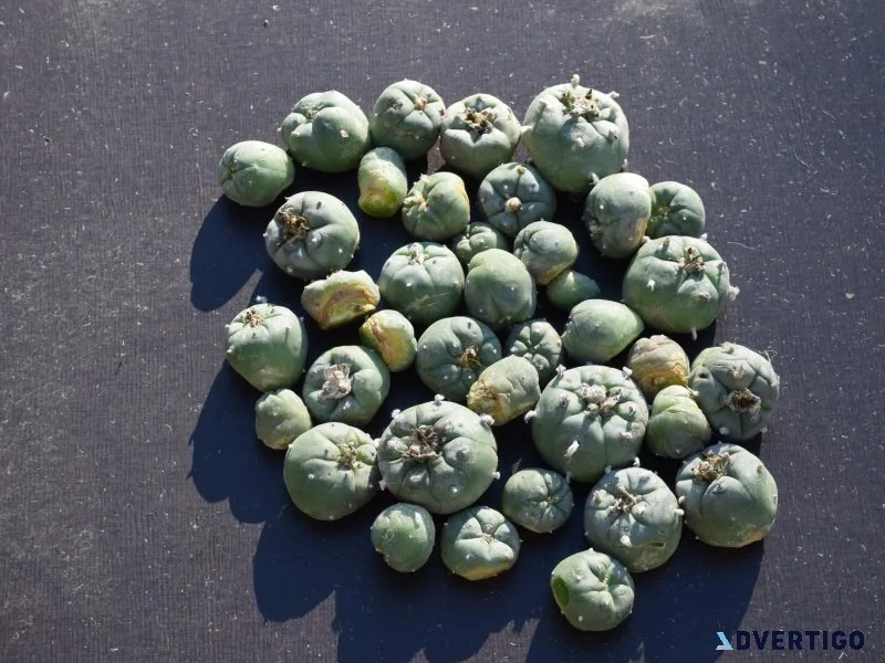 Mescaline for sale