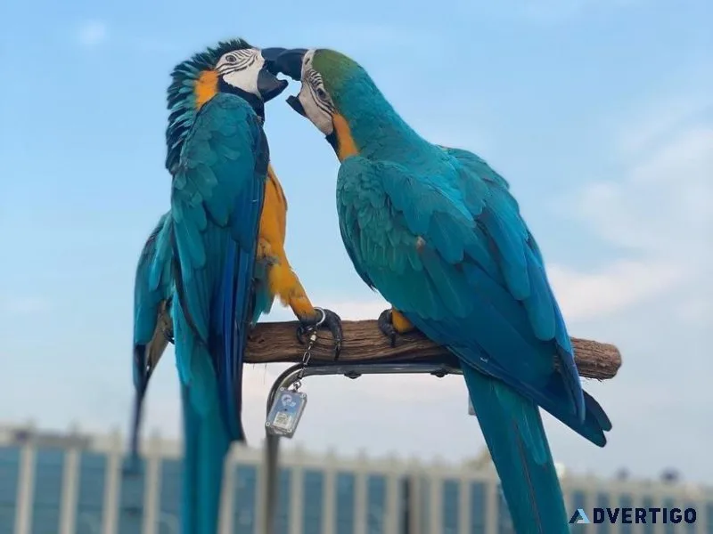 Cuty sweety parrots for sale