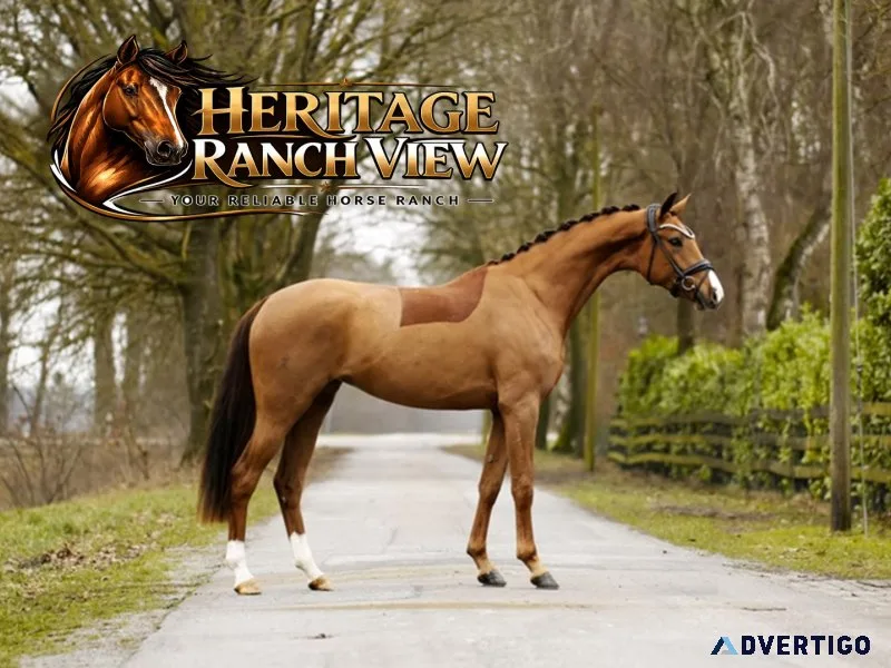 Sweet and gorgeous horses for sale