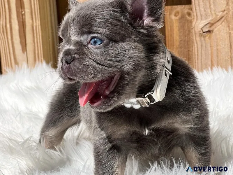Best french bulldog pup