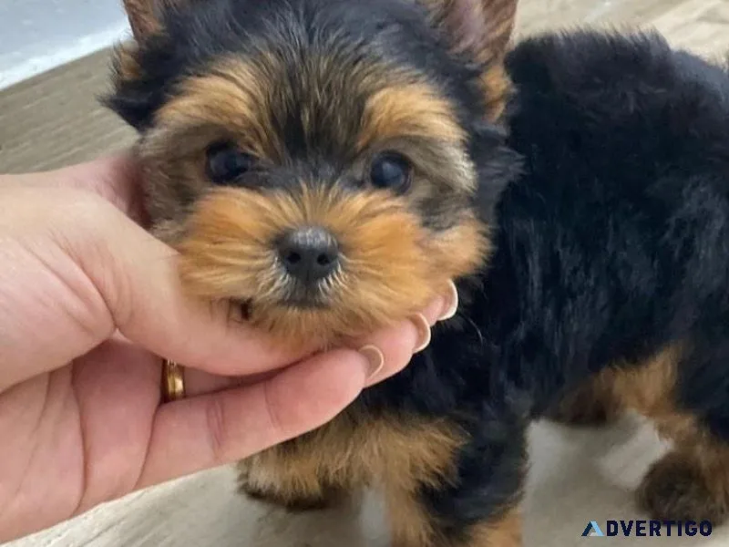 Dillis yorkie puppies available
