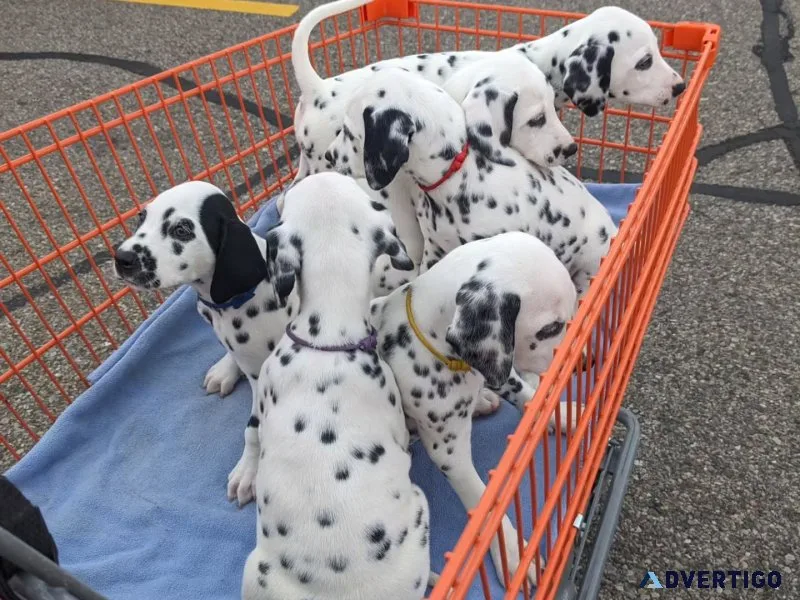 Beautiful dalmatian puppies