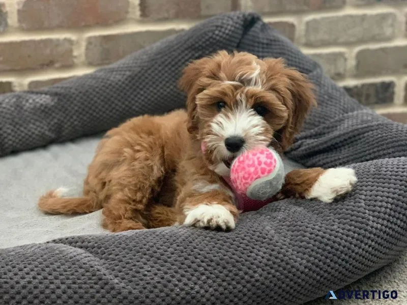Golden doodle