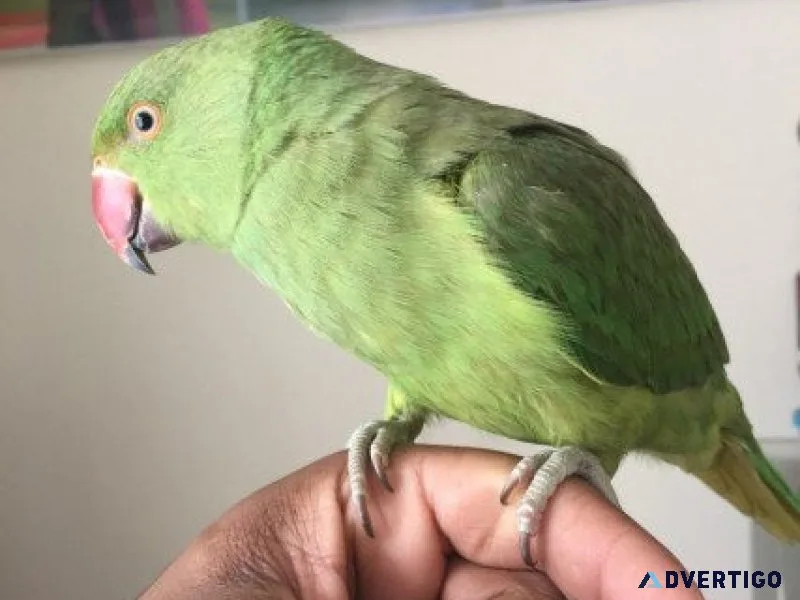 Cute ringnecks parrots