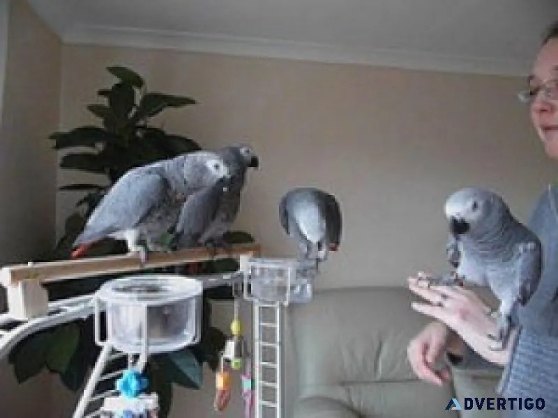 Pair of african greys