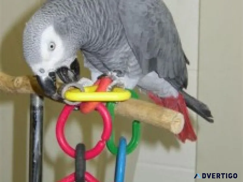 Sweet african grey parrots availablecage