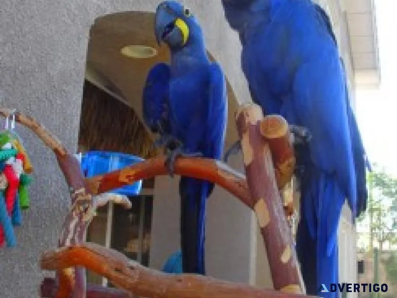 Blue macaw birds for adoption
