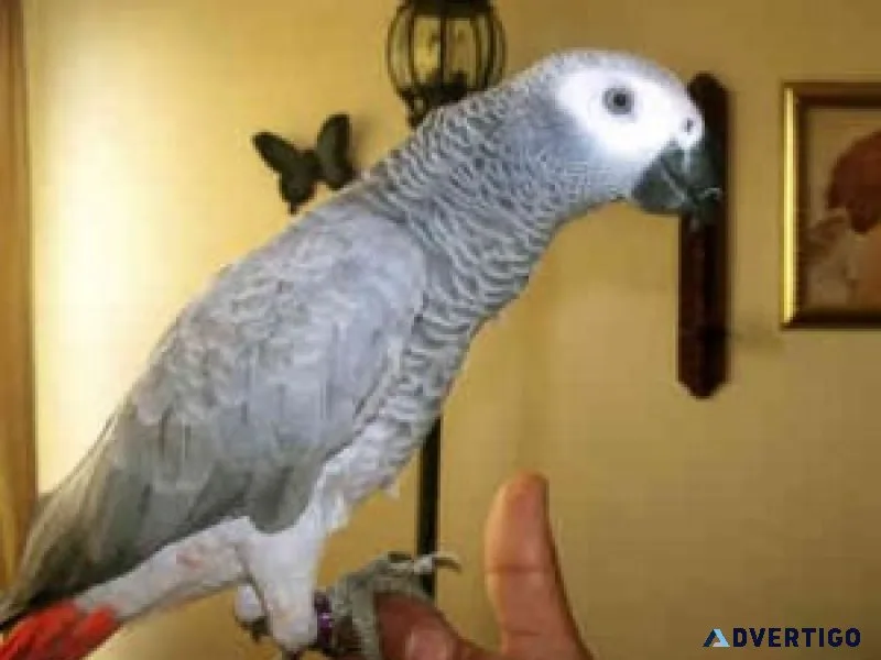 Lovely male and female congo african grey parrots