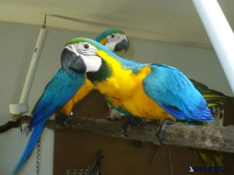 Beautiful blue and gold macaws