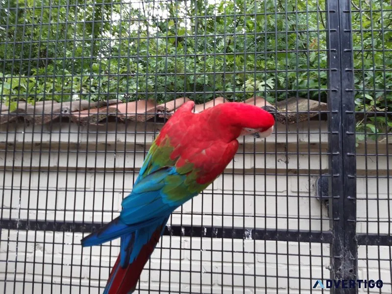 Accessories and cage blue and gold macaw