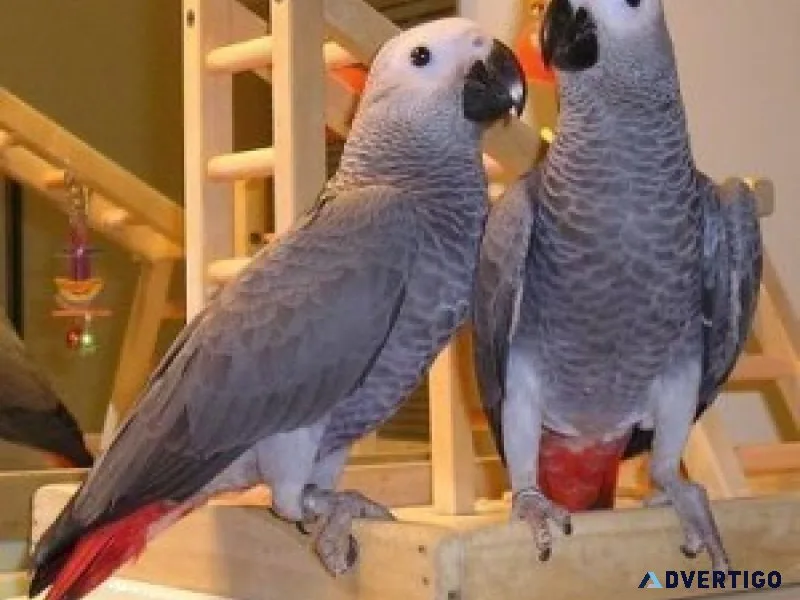 Lovely african grey parrots for sale
