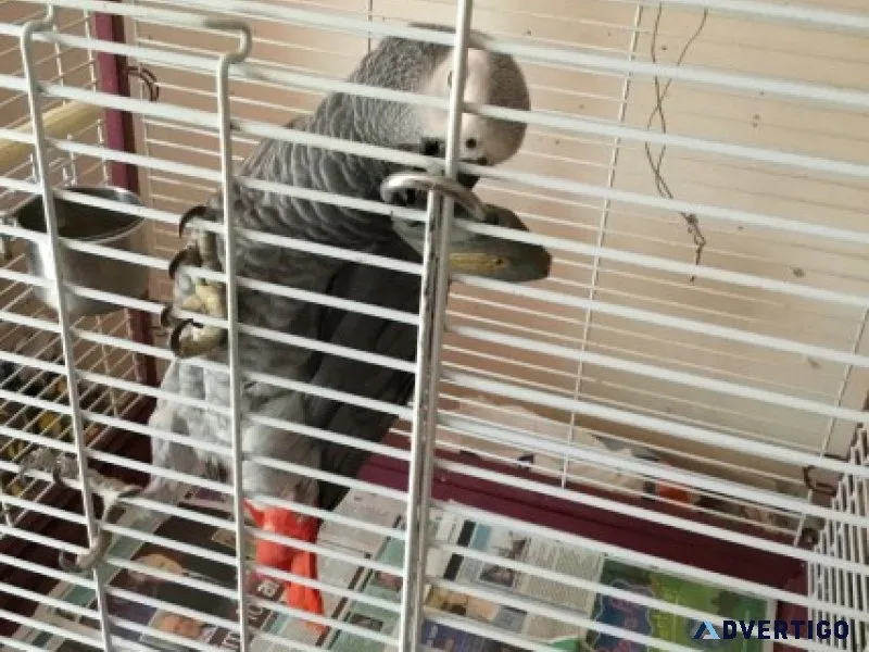 Healthy african grey parrot