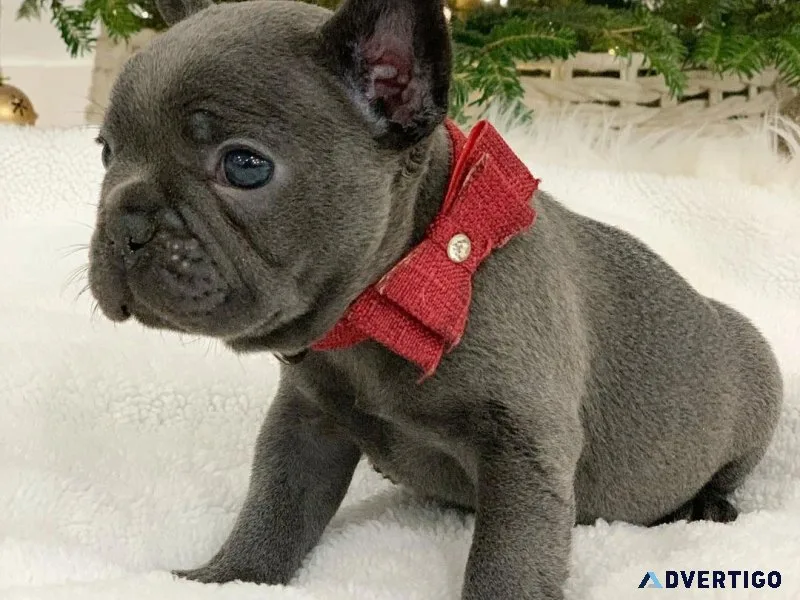 Adorable french bulldog puppy for sale