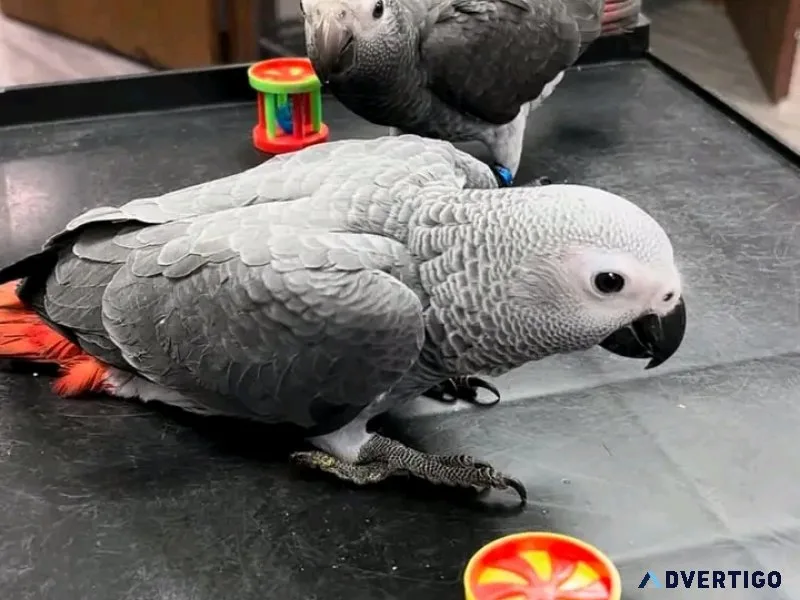 African grey parrot