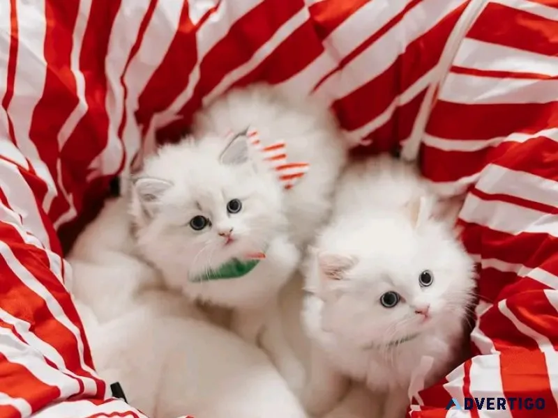 Ragdoll