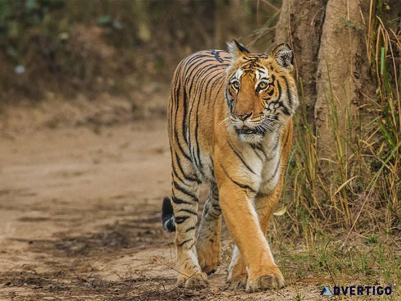 Golden triangle tiger tour