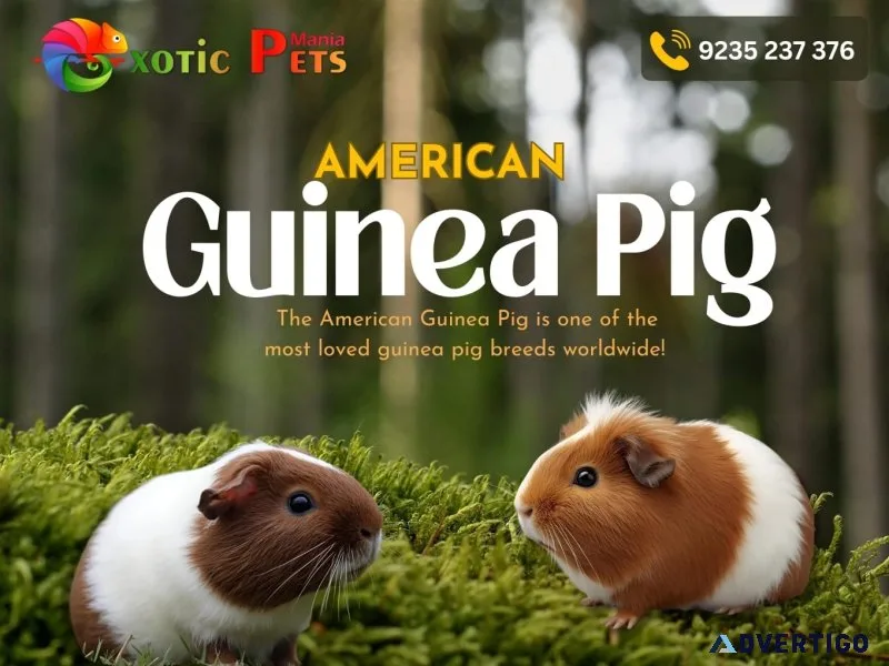 American guinea pig paradise