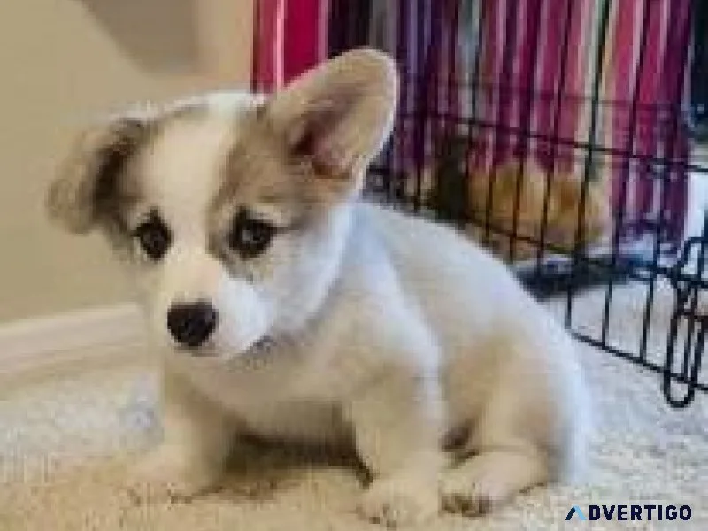 Pembroke welsh corgi for rehoming