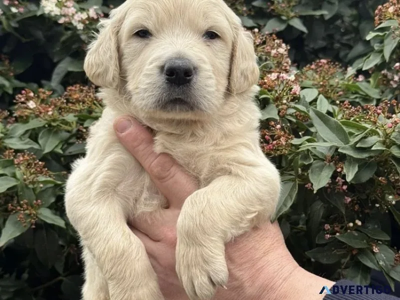 Beautiful small maltipoo cream asian