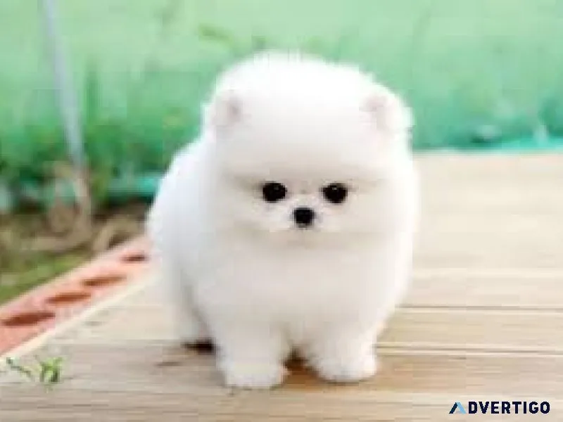 Healthy teacup pomeranian puppies