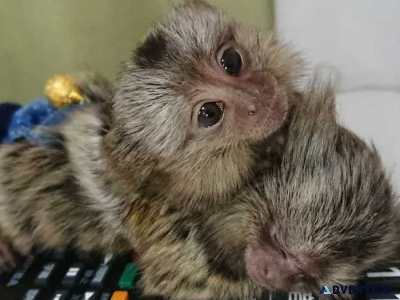 Finger baby marmoset monkeys for sale
