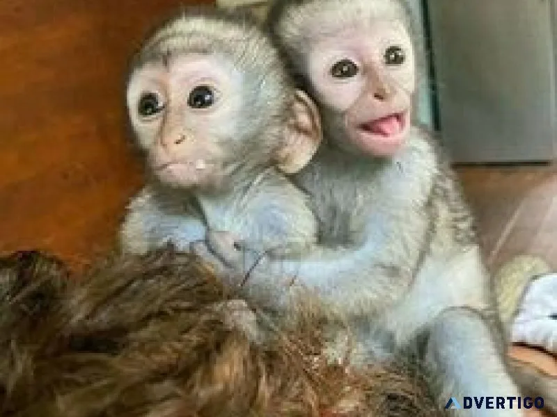 9 weeks old baby capuchin monkeys for sale