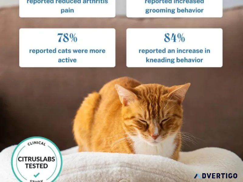 Kneadcatscom 10 off on all heated cat beds