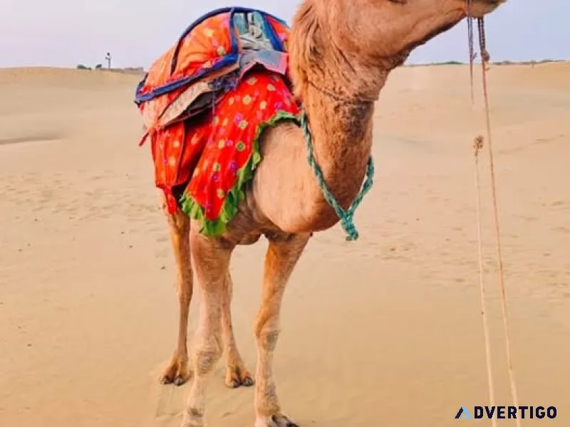 Rajasthan holiday packages customized rajasthan tours