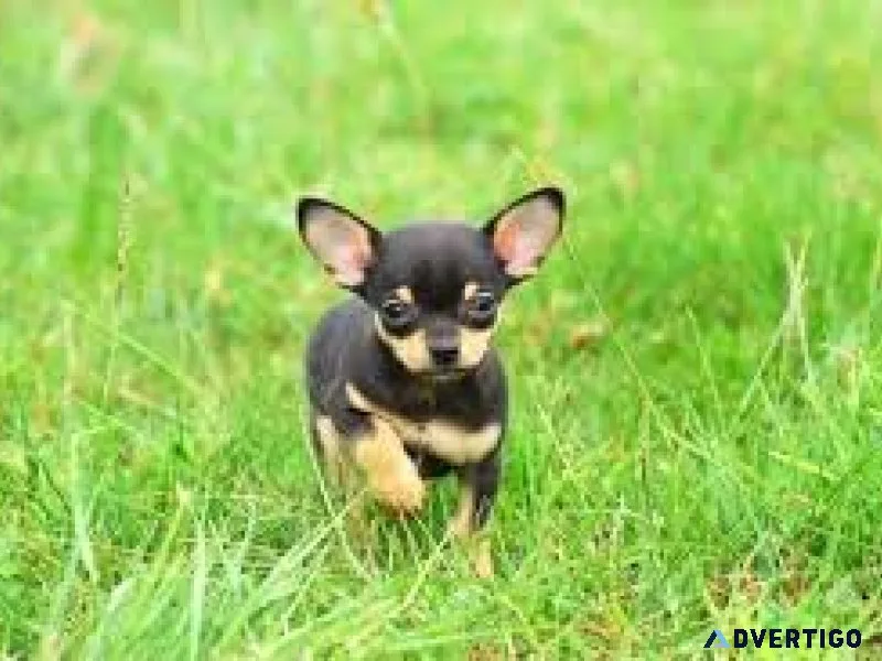 Chihuahua puppies for adoption 929 3671252