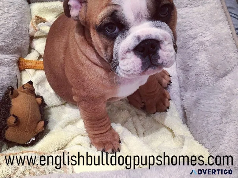 English bulldog puppy