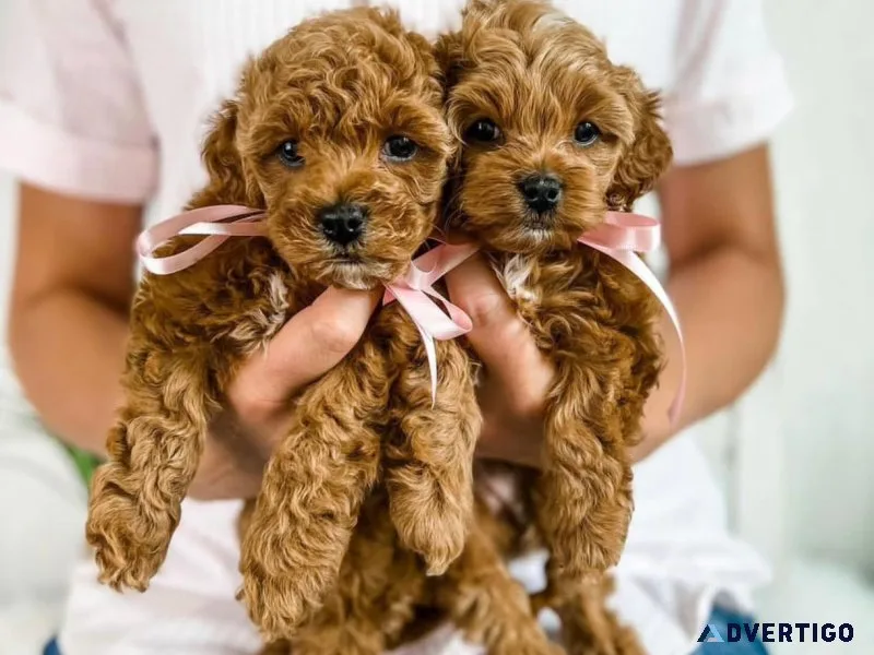 Toy poodle puppies