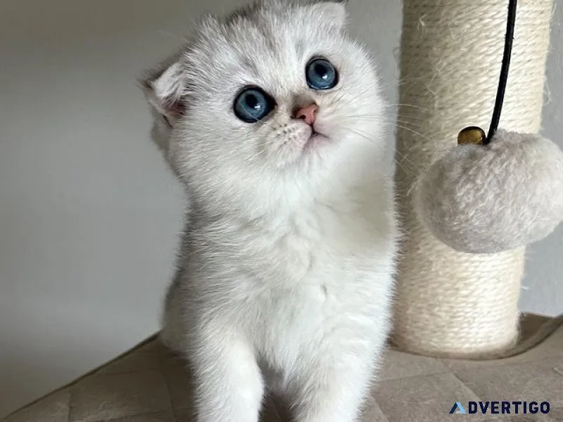 Tica registered scottish fold cattery