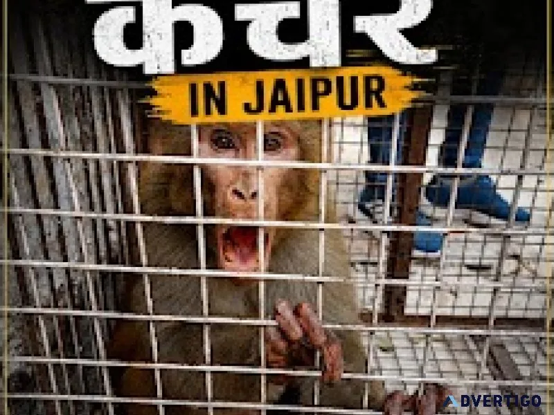 Bander aaya bas ek call monkey catcher service jaipur