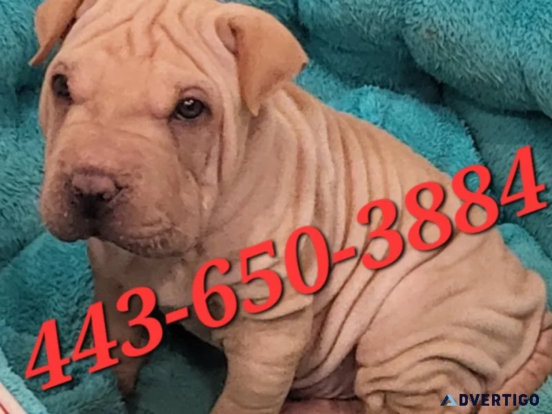 Beautiful male pup ready to go
