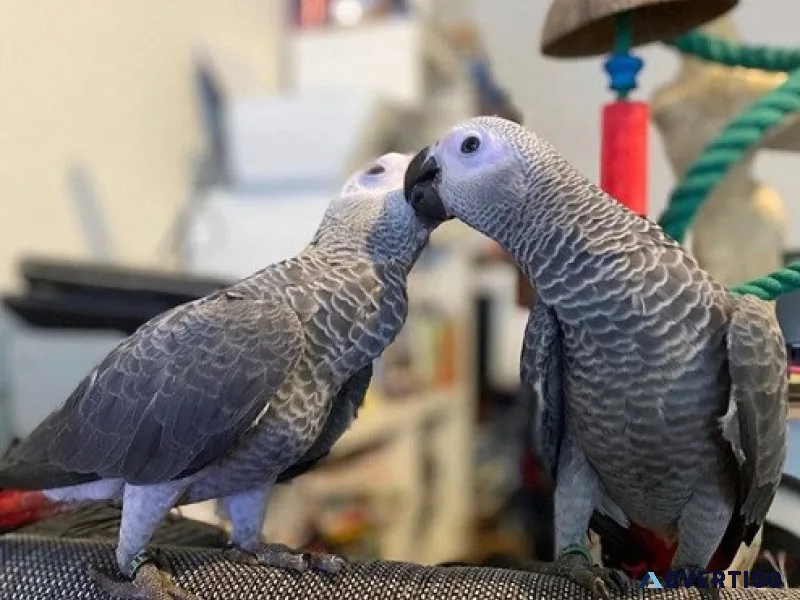 Healthy wellsocialized african grey parrots for sale