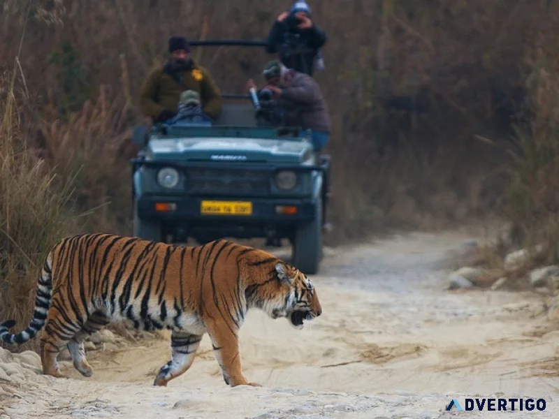 Tiger safari central india private wildlife tours
