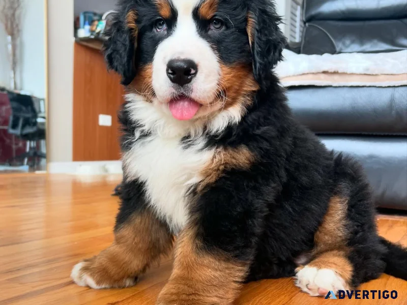Bernese mountain dogs