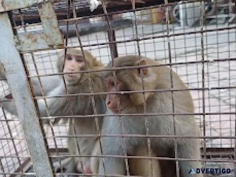 Professional monkey catcher jaipur 24x7 rescue service