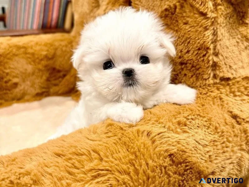 Adorable white maltese puppy