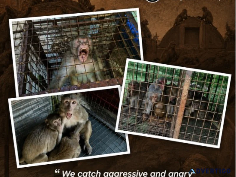 Adarsh nagar bandar ki samasya monkey catcher service in jaipur