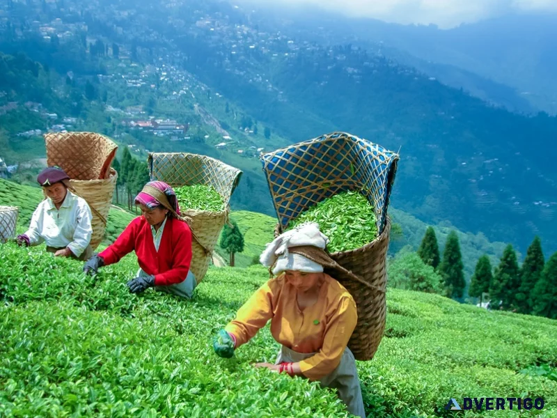 Darjeeling tour package 4 days 3 nights best darjeeling holida