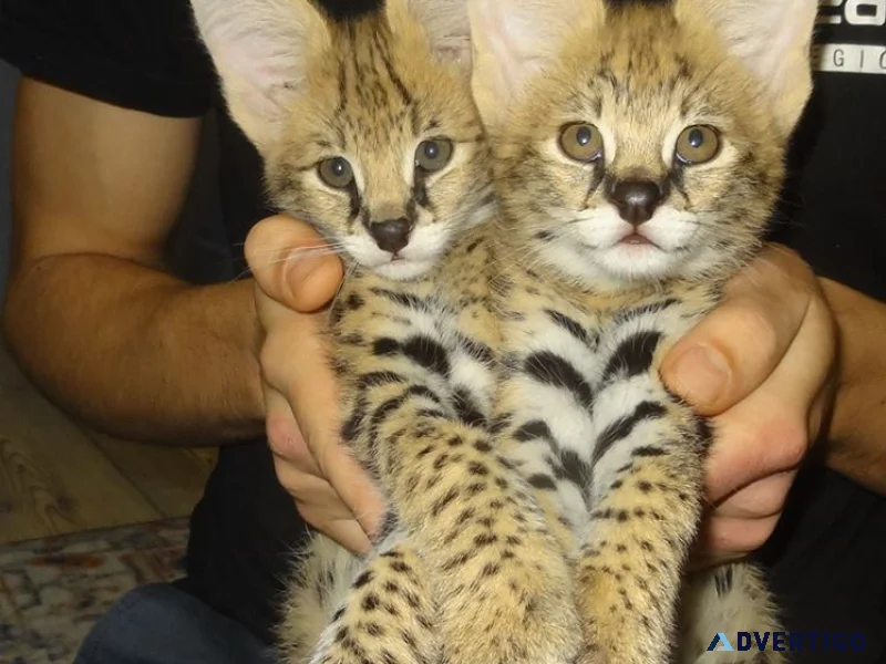 Serval kittens available