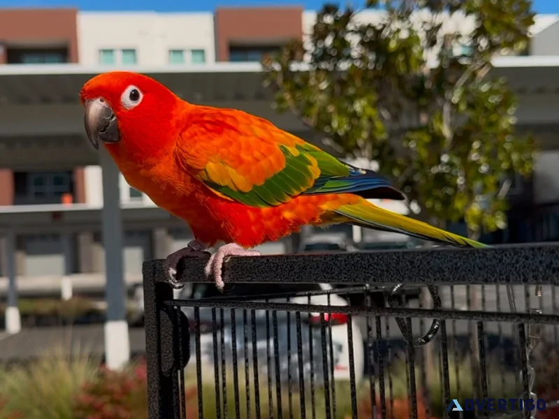 Red sun conure parrot available
