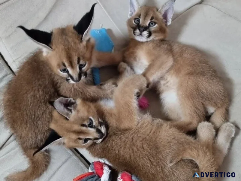 Caracal and ocelot kittens