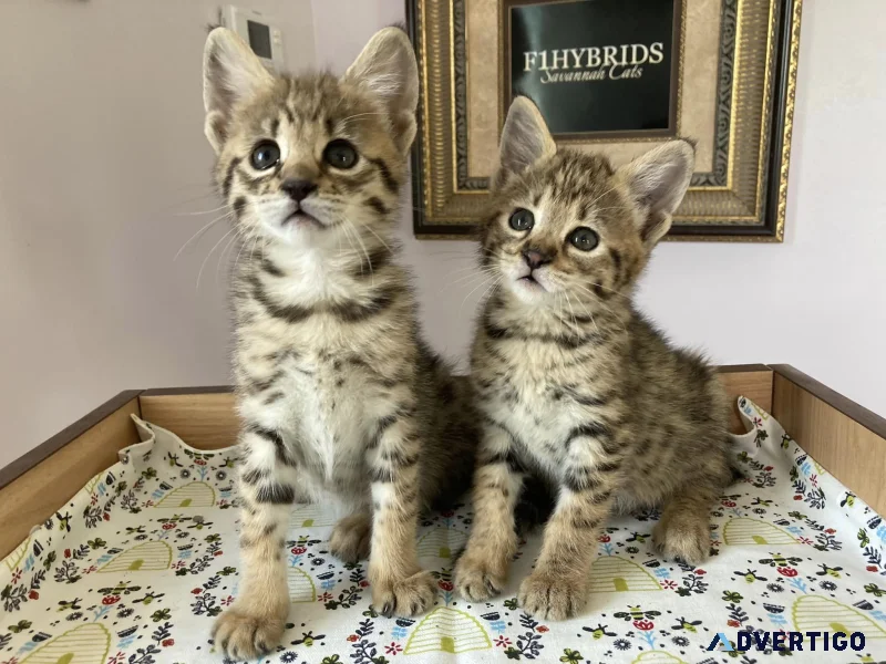 Savannah f5 kittens