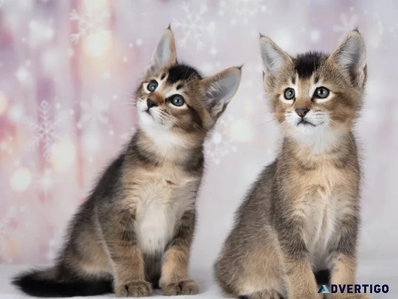 Caracat kittens available