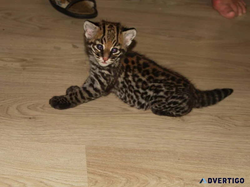 Ocelot kittens available