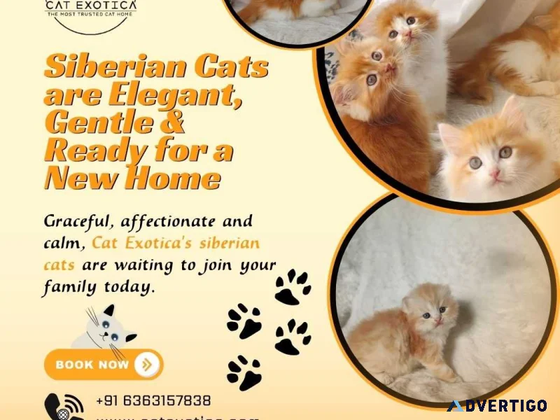 Pet service