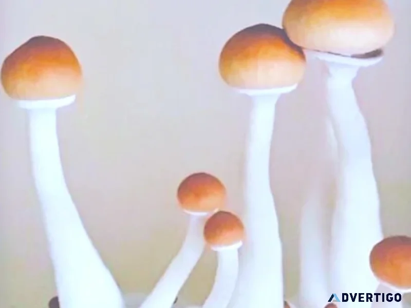 Order premium malabar mushroom spores for research online
