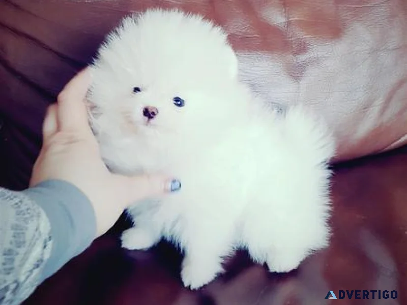 Adorable pomeranian puppies for sale